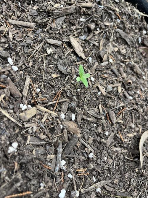 Afghan Kush Photoperiod. Week 2