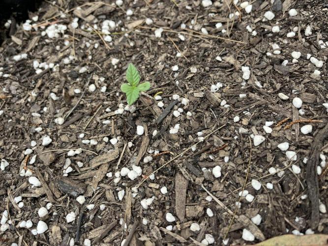 Afghan Kush Photoperiod. Week 2