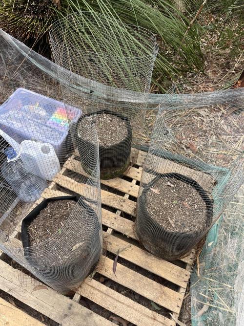 Afghan Kush Photoperiod. Week 2