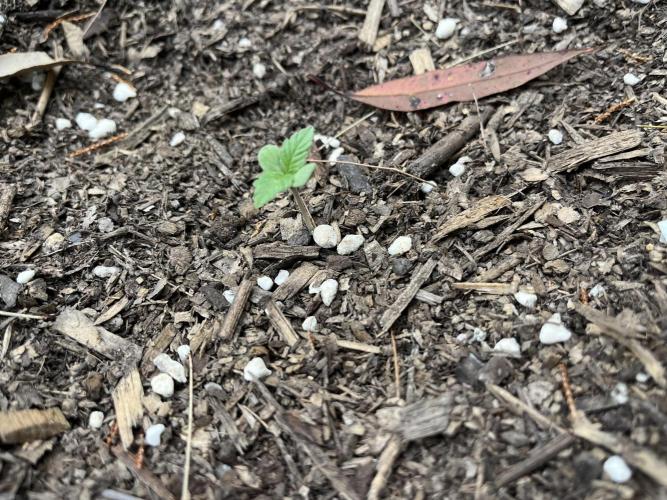Afghan Kush Photoperiod. Week 2