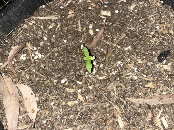 Afghan Kush Photoperiod. Week 3