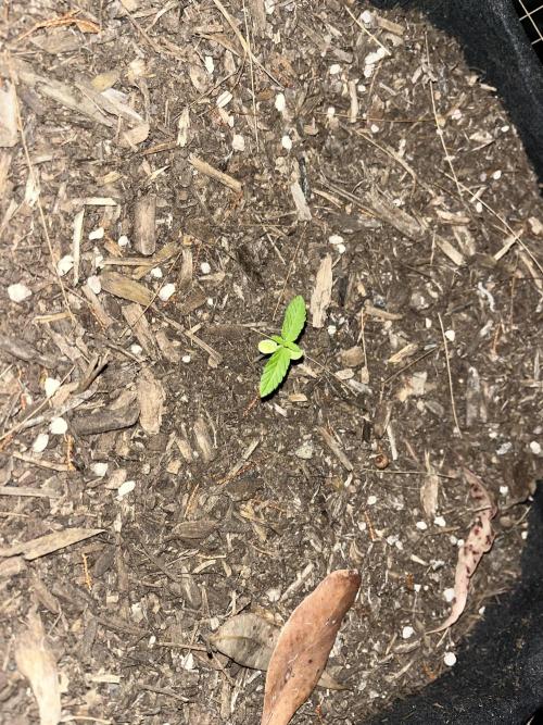 Afghan Kush Photoperiod. Week 3