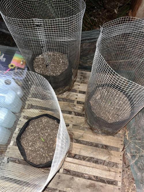 Afghan Kush Photoperiod. Week 3