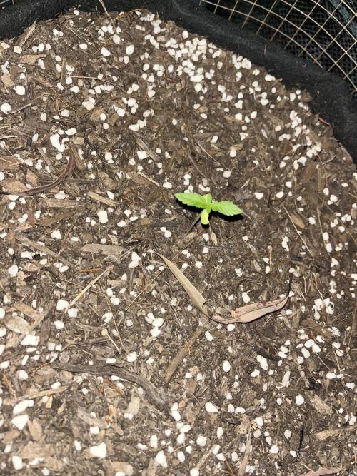 Afghan Kush Photoperiod. Week 3