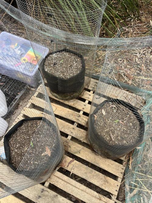 Afghan Kush Photoperiod. Week 3