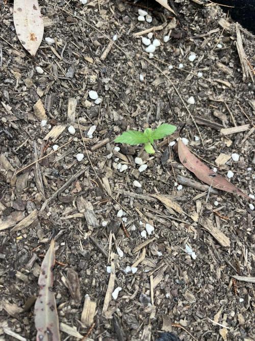 Afghan Kush Photoperiod. Week 3