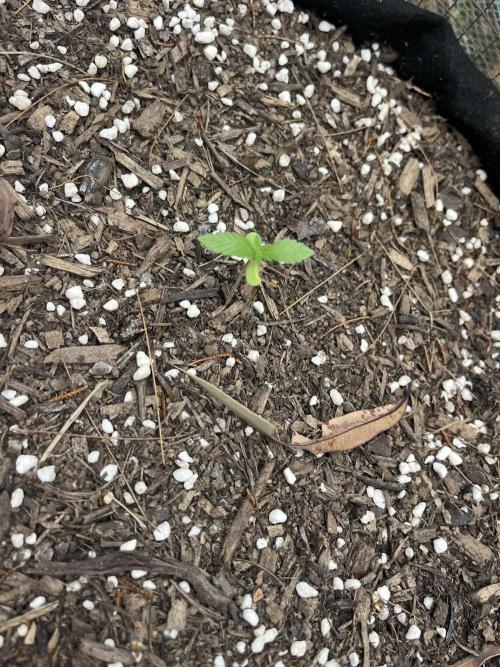 Afghan Kush Photoperiod. Week 3