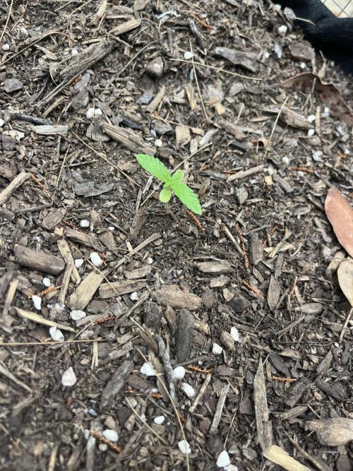 Afghan Kush Photoperiod. Week 3