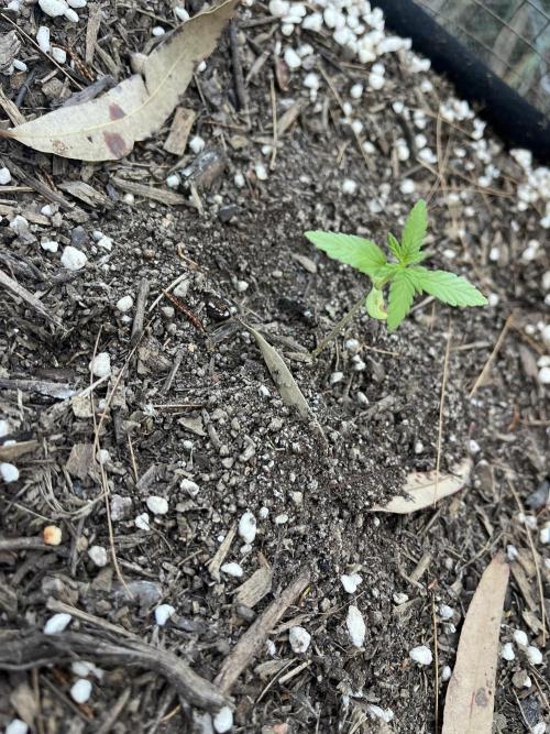 Afghan Kush Photoperiod. Week 4