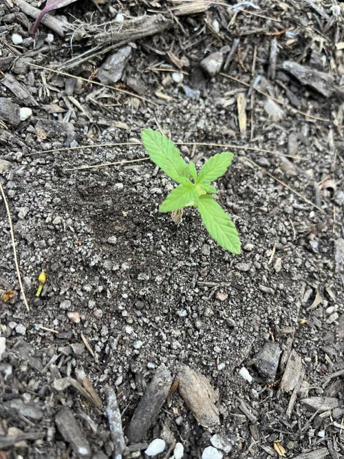 Afghan Kush Photoperiod. Week 4