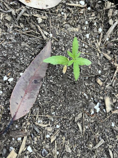 Afghan Kush Photoperiod. Week 4