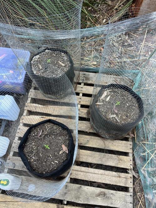 Afghan Kush Photoperiod. Week 4