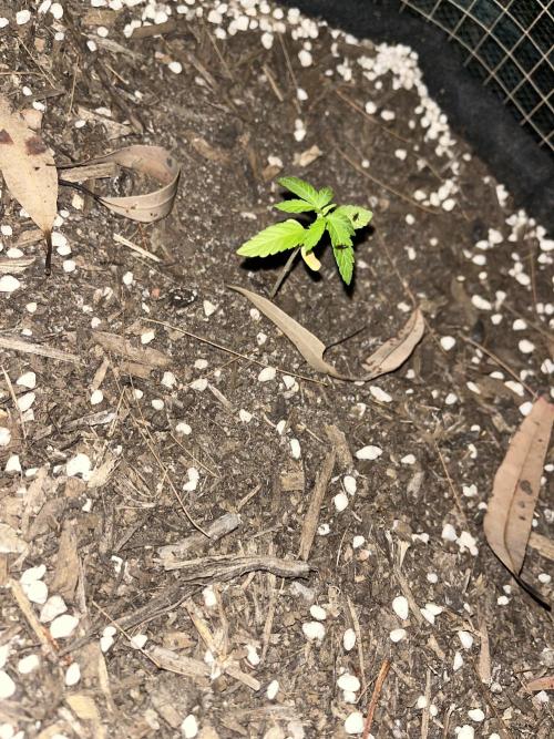 Afghan Kush Photoperiod. Week 5 - idk how we didnt see the two flies on here lmao