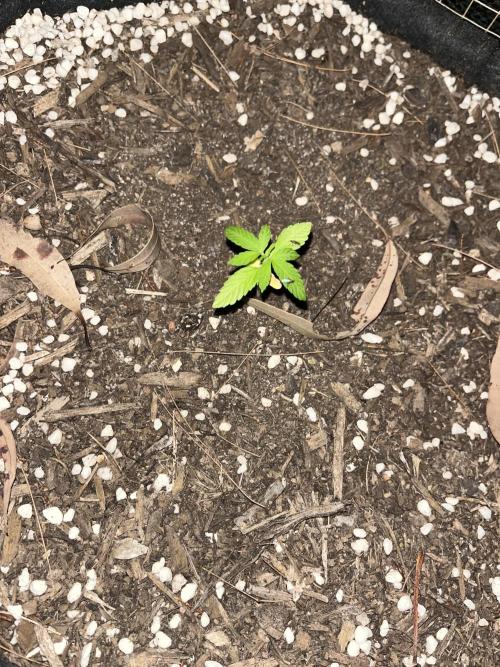 Afghan Kush Photoperiod. Week 5