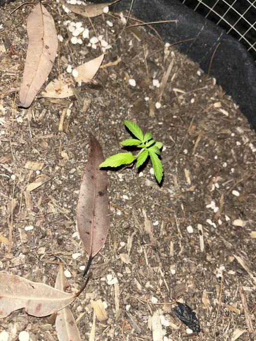 Afghan Kush Photoperiod. Week 5