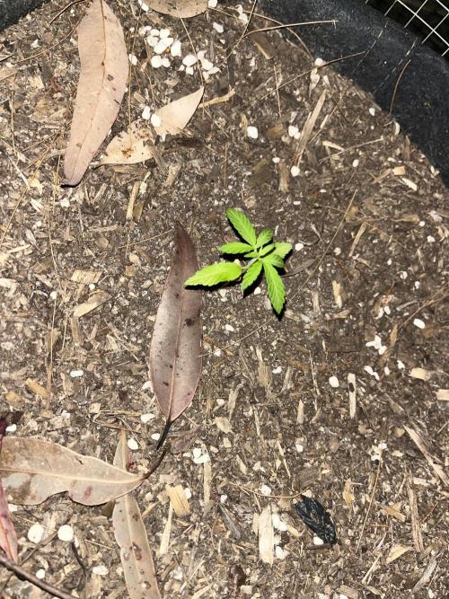 Afghan Kush Photoperiod. Week 5