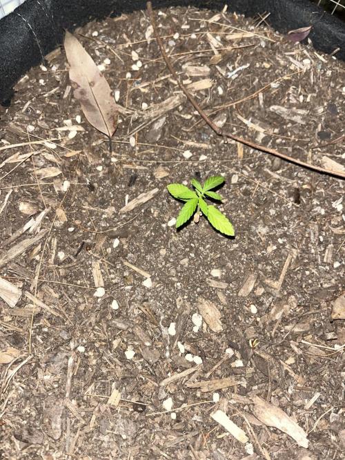 Afghan Kush Photoperiod. Week 5