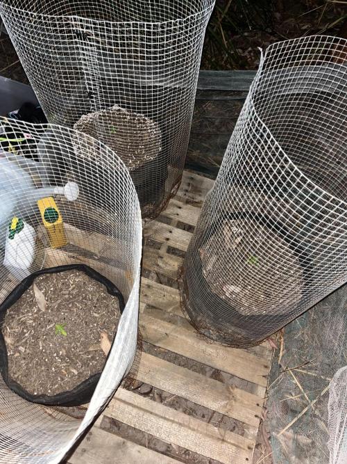 Afghan Kush Photoperiod. Week 5