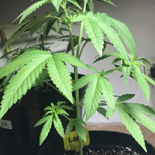 LOL by Kannabia. Week 3