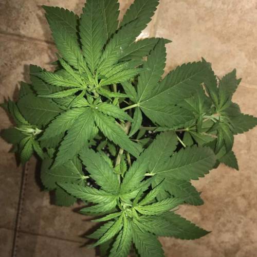 LOL by Kannabia. Week 3