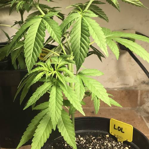 LOL by Kannabia. Week 3