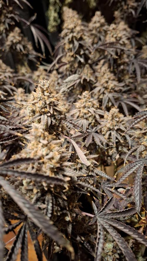 Outdoor Germany Northern Lights, etc.. Week 26