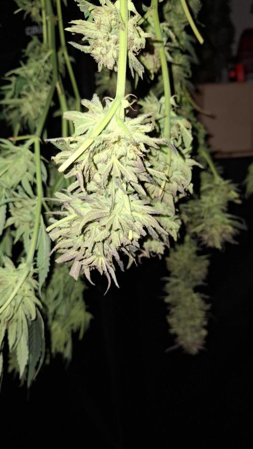 Outdoor Germany Northern Lights, etc.. Week 26