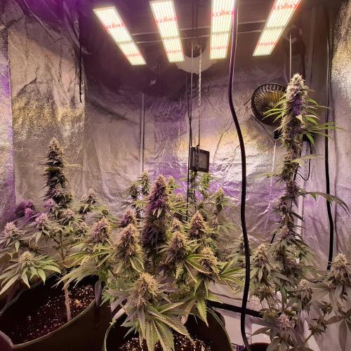 Outdoor Germany Northern Lights, etc.. Week 26