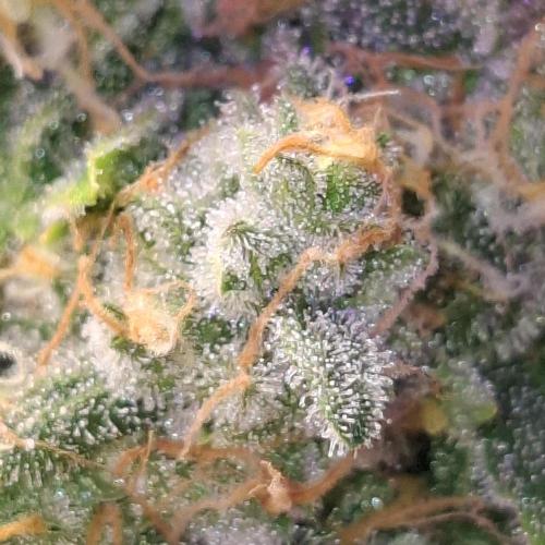 Outdoor Germany Northern Lights, etc.. Week 26