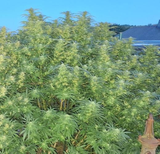 Outdoor Germany Northern Lights, etc.. Week 26