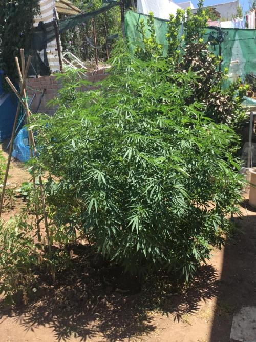 2nd outdoor grow. Week 12