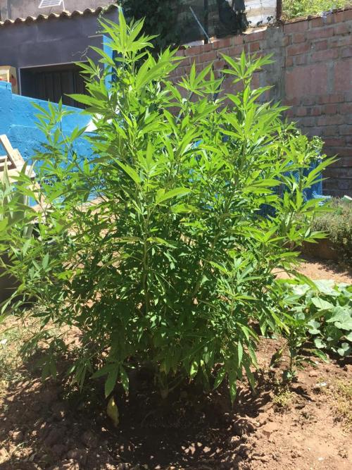2nd outdoor grow. Week 12