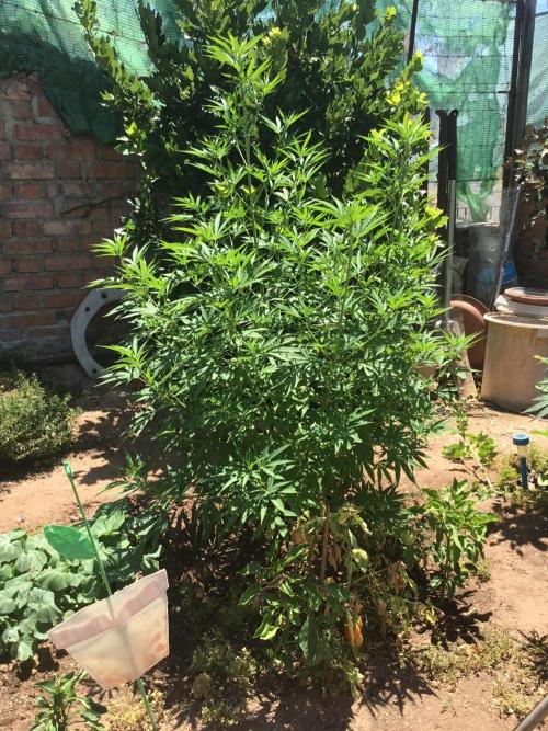 2nd outdoor grow. Week 12