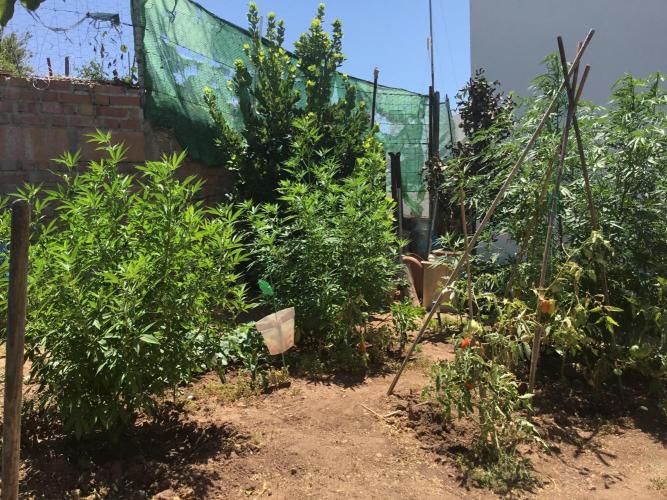 2nd outdoor grow. Week 12