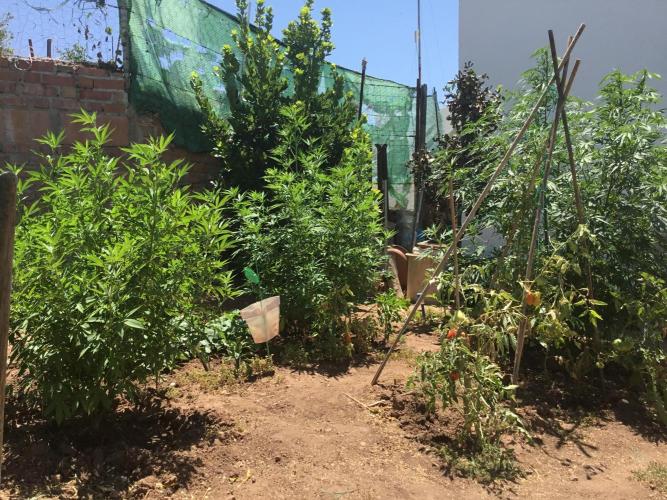 2nd outdoor grow. Week 12