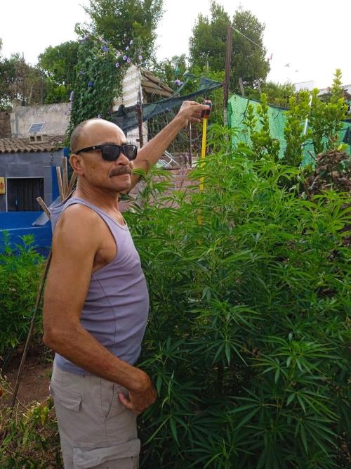 The Beast has risen #2. Week 14 - Jamaican pearl feminized 198cm
Week 14
This plants getdirect sun all day