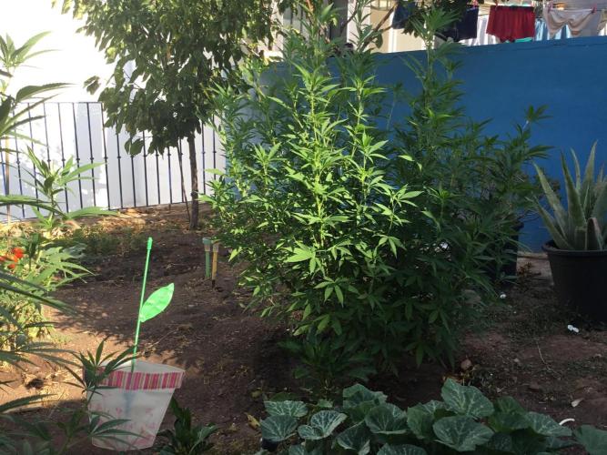 The Beast has risen #2. Week 15 - Screwdriver OG fem 142cm