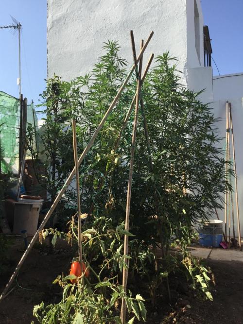 The Beast has risen #2. Week 15 - Jamaican pearl