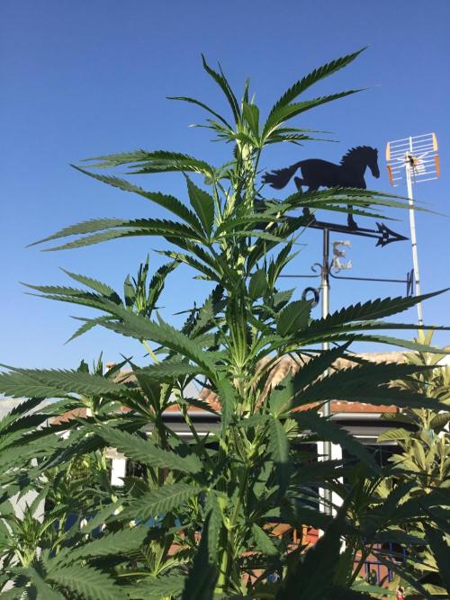 The Beast has risen #2. Week 15 - Jamaican pearl
