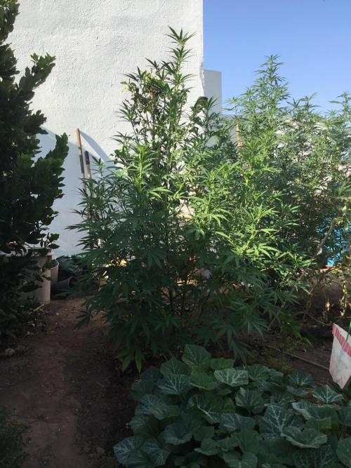 The Beast has risen #2. Week 15 - Michka fem