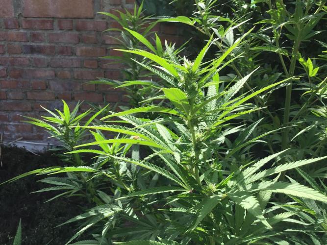 The Beast has risen #2. Week 16 - Michka 1st week flowering