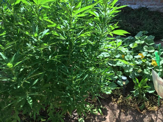 The Beast has risen #2. Week 16 - Screwdriver now flowering