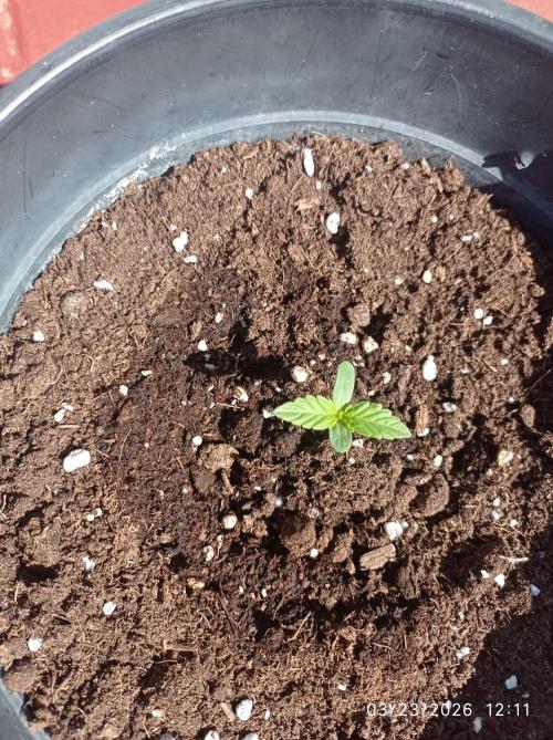 The Beast has risen #2. Week 2