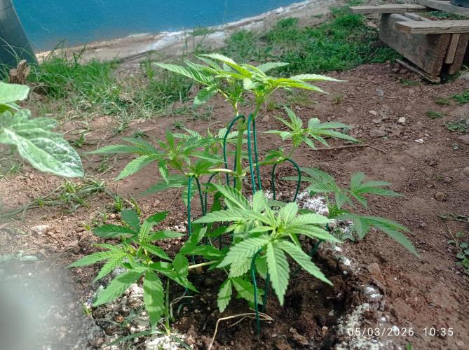 The Beast has risen #2. Week 6 - screwdriver OG