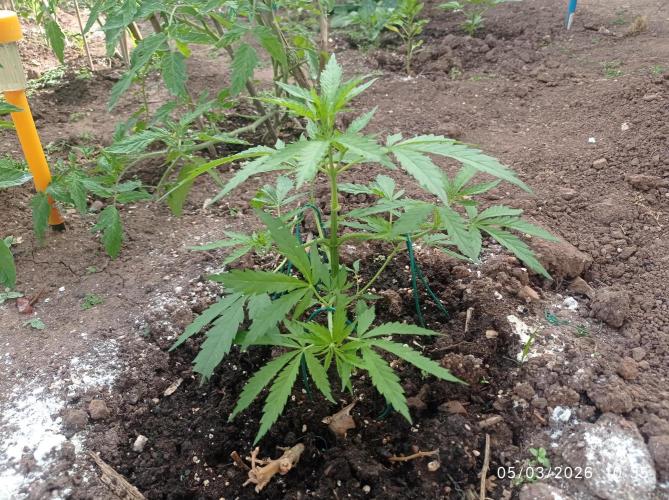 The Beast has risen #2. Week 6 - Jamaican Pearl 