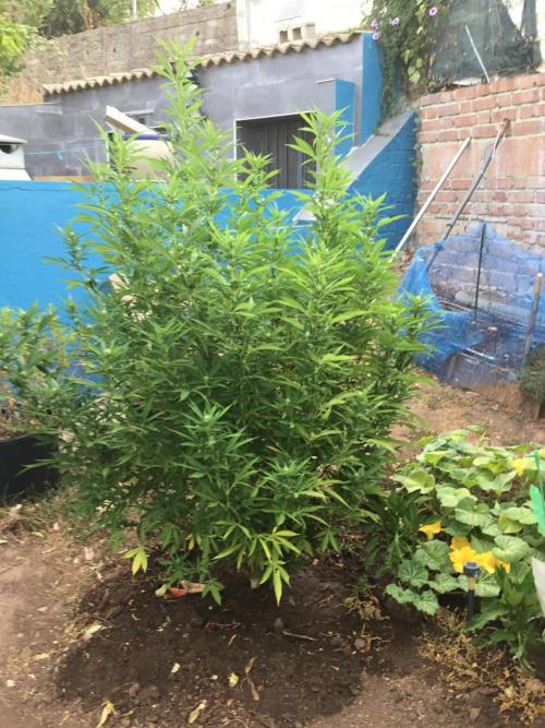 The Beast has risen #2. Week 17 - Screwdriver OG 2ND WEEK IN FLOWER