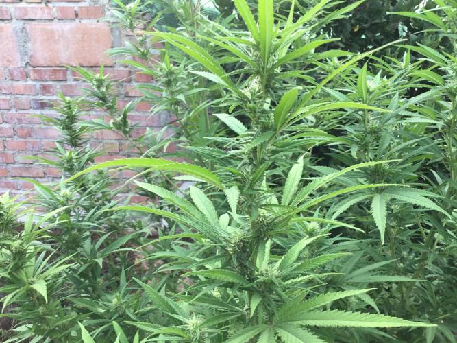 The Beast has risen #2. Week 17 - Michka flowers