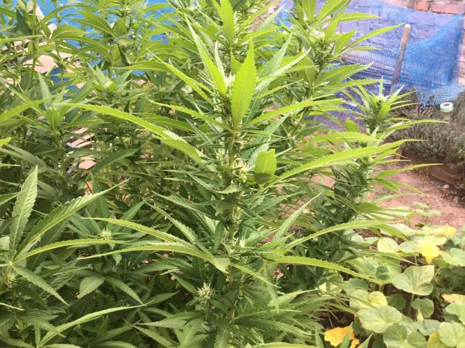 The Beast has risen #2. Week 17 - Screwdriver OG flowers