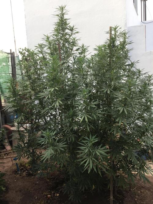 The Beast has risen #2. Week 17 - The beast JAMAICAN PEARL FINALLY FLOWERING 1ST WEEK