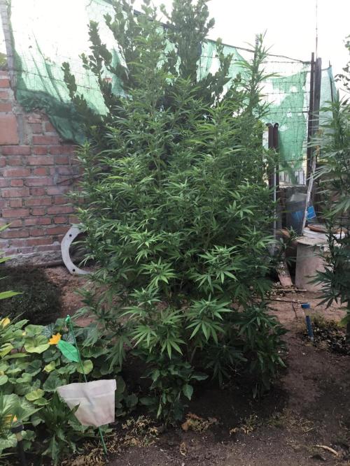 The Beast has risen #2. Week 17 - Michka still stretching 3rd week in flower